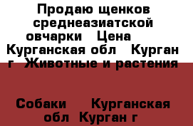 Продаю щенков среднеазиатской овчарки › Цена ­ 5 - Курганская обл., Курган г. Животные и растения » Собаки   . Курганская обл.,Курган г.